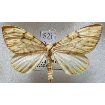 Eulithis mellinata (Fabricius, 1787) male Nacinek żółcieniak Czech82j